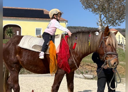 More ponies/small horses, Gelding, 4 years, 14.1 hh, Chestnut