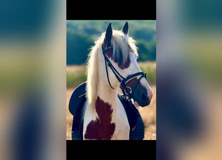 More ponies/small horses, Gelding, 4 years, 14.1 hh, Pinto