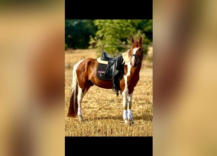 More ponies/small horses, Gelding, 4 years, 14.1 hh, Pinto