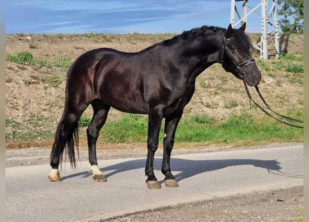 More ponies/small horses, Gelding, 4 years, 14.2 hh, Black More ponies/small horses, Gelding, 4 years, 14.2 hh, Black