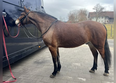 More ponies/small horses, Gelding, 4 years, 14.2 hh, Brown-Light
