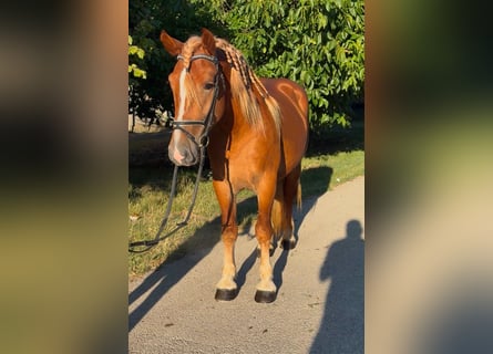 More ponies/small horses, Gelding, 4 years, 14.2 hh, Chestnut-Red