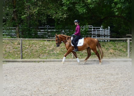 More ponies/small horses, Gelding, 4 years, 14.2 hh, Chestnut-Red
