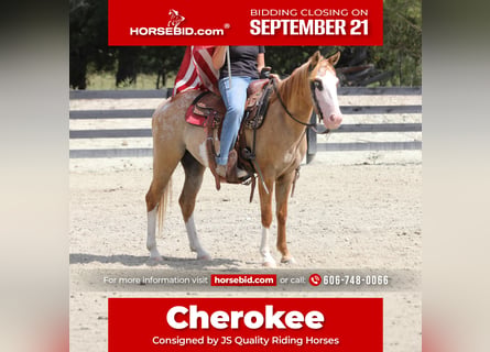 More ponies/small horses Mix, Gelding, 4 years, 14 hh, Dun