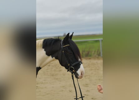 More ponies/small horses, Gelding, 4 years, 14 hh, Pinto