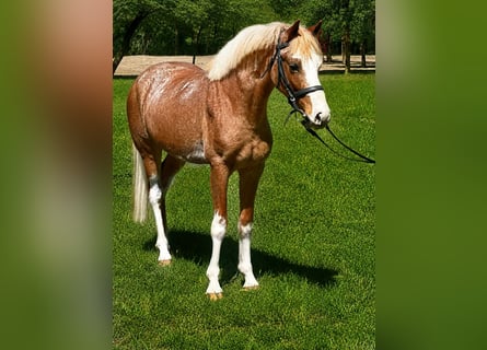 More ponies/small horses, Gelding, 4 years, 14 hh, Roan-Red