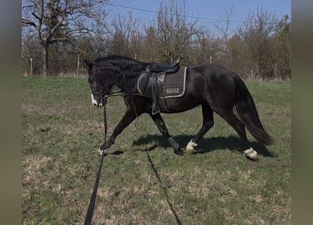More ponies/small horses, Gelding, 4 years, 14,1 hh, Black