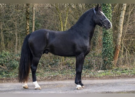 More ponies/small horses, Gelding, 4 years, 14,1 hh, Black
