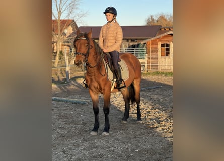 More ponies/small horses, Gelding, 4 years, 14,1 hh, Brown-Light