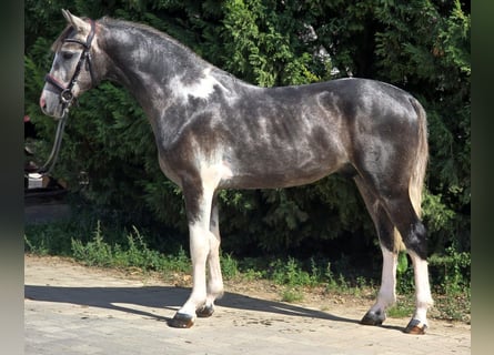 More ponies/small horses, Gelding, 4 years, 14,2 hh, Pinto