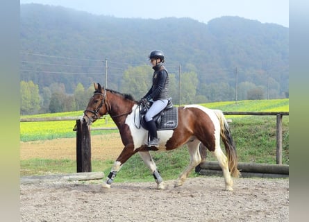 More ponies/small horses, Gelding, 4 years, 15.1 hh, Pinto