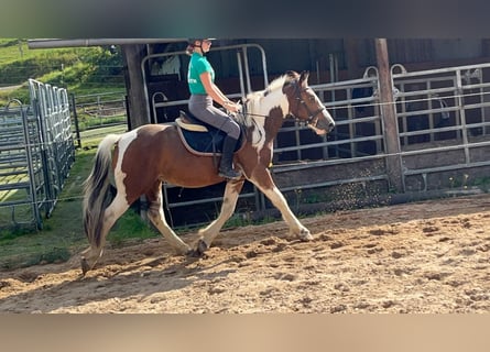 More ponies/small horses, Gelding, 4 years, 15 hh, Pinto