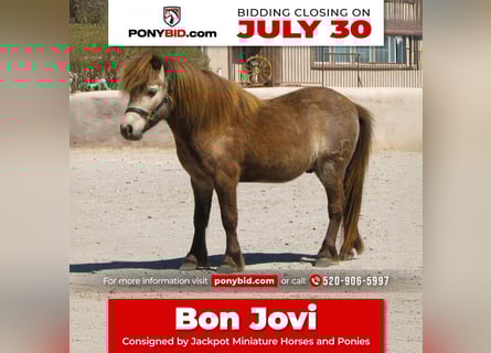More ponies/small horses, Gelding, 4 years, 8 hh, Dun