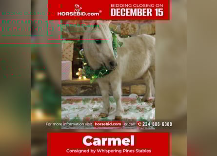 More ponies/small horses, Gelding, 4 years, 9 hh, Palomino