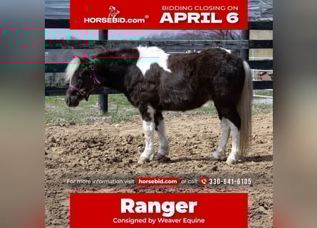 More ponies/small horses, Gelding, 4 years, 9 hh, Pinto