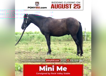 More ponies/small horses, Gelding, 4 years, 9,1 hh, Bay-Dark