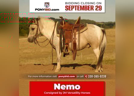 More ponies/small horses, Gelding, 4 years, 9,1 hh, Buckskin