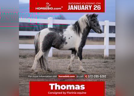 More ponies/small horses, Gelding, 4 years, 9,2 hh, Pinto