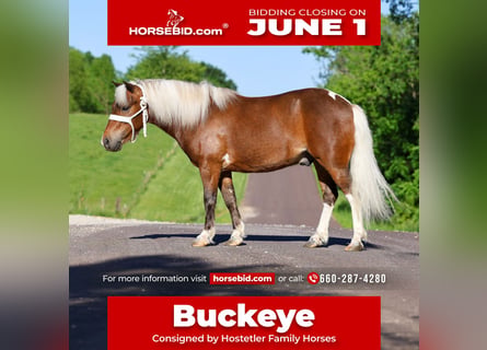 More ponies/small horses, Gelding, 5 years, 10 hh, Pinto
