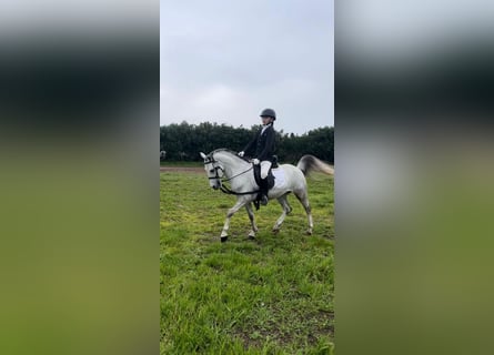 More ponies/small horses, Gelding, 5 years, 11,2 hh, Grey