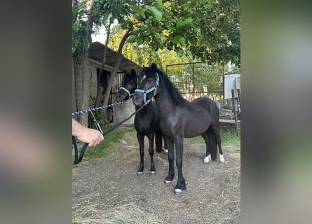 More ponies/small horses, Gelding, 5 years, 12.1 hh, Black