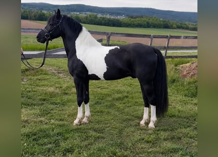 More ponies/small horses, Gelding, 5 years, 12.2 hh, Pinto