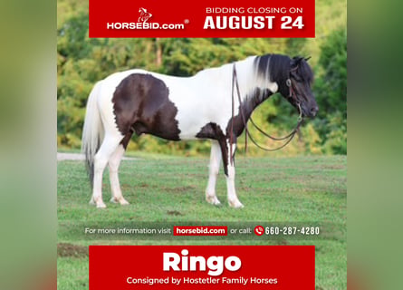 More ponies/small horses, Gelding, 5 years, 12 hh, Pinto