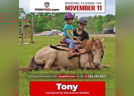 More ponies/small horses, Gelding, 5 years, 12,1 hh, Champagne