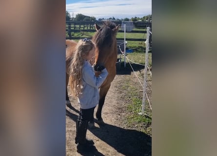 More ponies/small horses, Gelding, 5 years, 12,1 hh, Dun