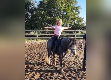 More ponies/small horses, Gelding, 5 years, 12,1 hh, Grey-Dapple