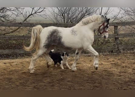 More ponies/small horses, Gelding, 5 years, 12,2 hh, Pinto