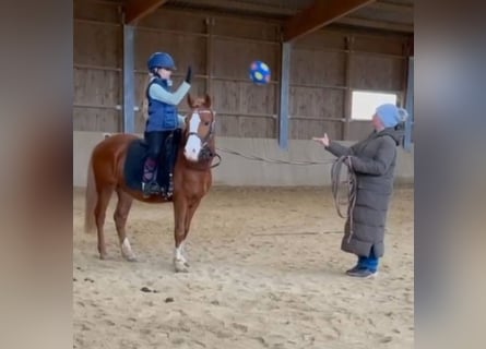 More ponies/small horses, Gelding, 5 years, 13.1 hh, Chestnut-Red