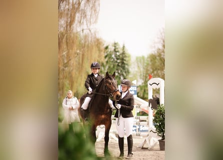 More ponies/small horses, Gelding, 5 years, 14.1 hh, Brown