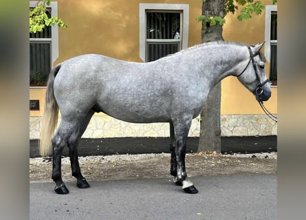 More ponies/small horses, Gelding, 5 years, 14.1 hh, Grey-Dapple