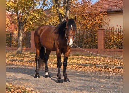 More ponies/small horses, Gelding, 5 years, 14.2 hh, Brown