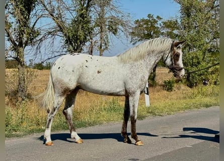 More ponies/small horses, Gelding, 5 years, 14.2 hh, Leopard-Piebald More ponies/small horses, Gelding, 5 years, 14.2 hh, Leopard-Piebald