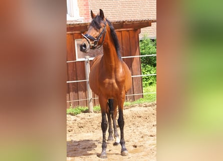 More ponies/small horses, Gelding, 5 years, 14.3 hh, Brown