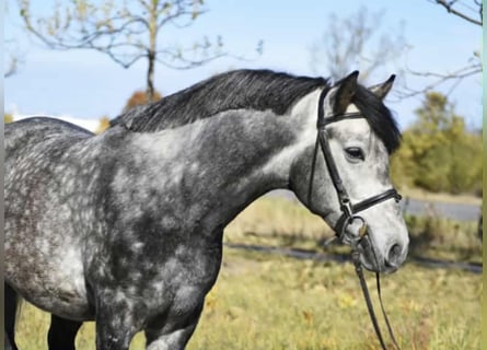 More ponies/small horses, Gelding, 5 years, 14 hh, Grey-Dapple