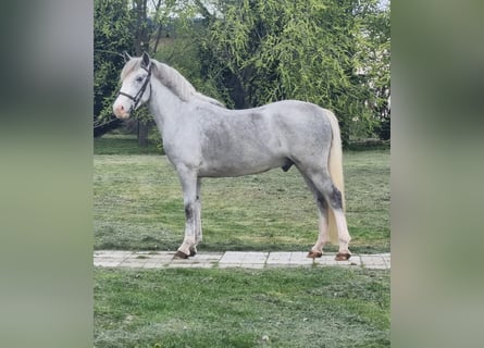 More ponies/small horses, Gelding, 5 years, 14 hh, Grey