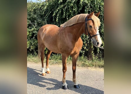 More ponies/small horses, Gelding, 5 years, 14,1 hh, Chestnut-Red
