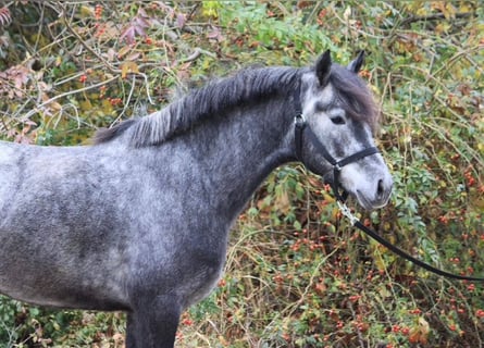 More ponies/small horses, Gelding, 5 years, 14,1 hh, Grey-Dapple