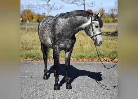 More ponies/small horses, Gelding, 5 years, 14,1 hh, Grey-Dapple