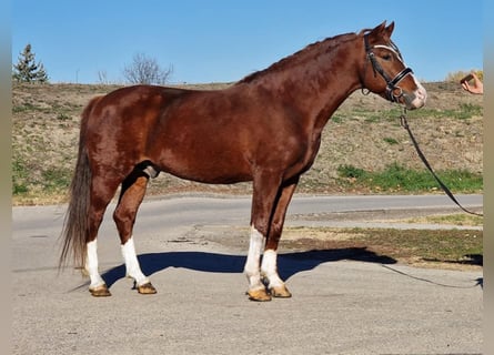 More ponies/small horses, Gelding, 5 years, 14,2 hh, Chestnut-Red