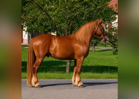 More ponies/small horses, Gelding, 5 years, 15.1 hh, Chestnut-Red