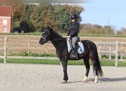 More ponies/small horses, Gelding, 5 years, 15 hh, Black