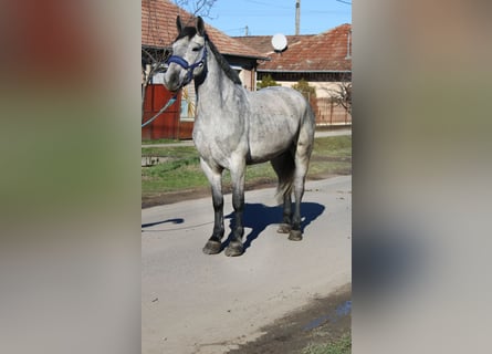 More ponies/small horses, Gelding, 5 years, 15 hh, Grey