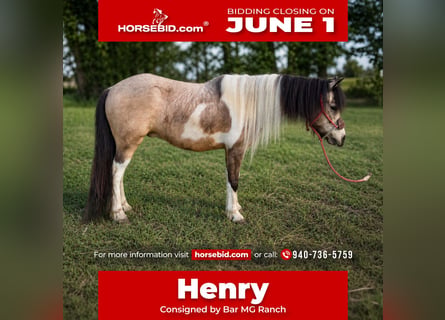 More ponies/small horses, Gelding, 5 years, 15 hh, Pinto