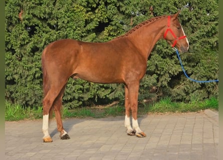More ponies/small horses, Gelding, 5 years, 15,1 hh, Chestnut-Red