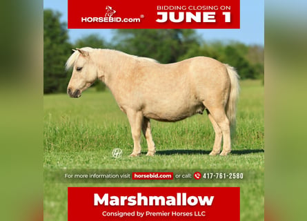 More ponies/small horses, Gelding, 5 years, 8.2 hh, Palomino