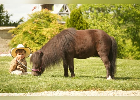 More ponies/small horses, Gelding, 5 years, 8 hh, Black